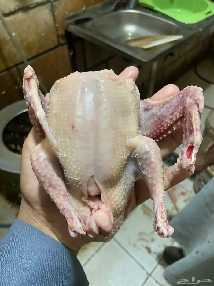 علف حمام بروتين 17 فاخر 12