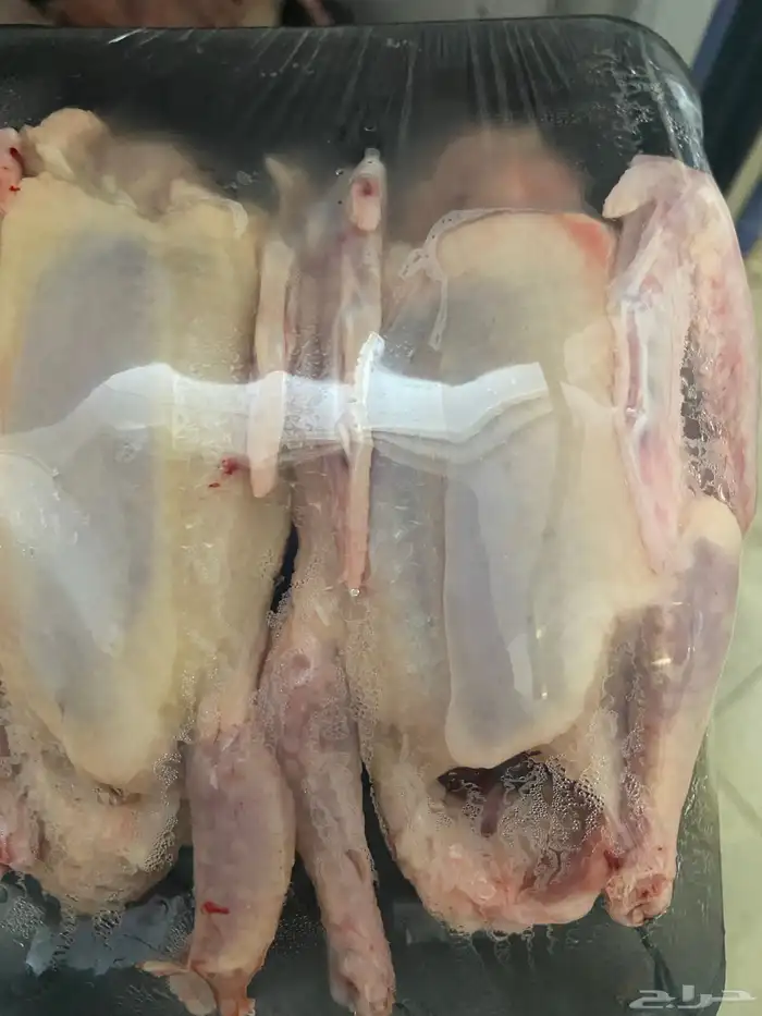 علف حمام بروتين 17 فاخر 10