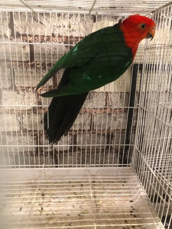 كينق باروت من اندر النواد ذكر 1