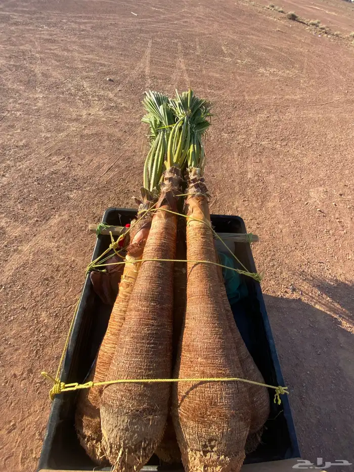 واشنطني زينه 2