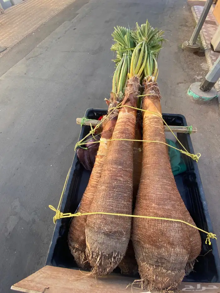 واشنطني زينه 0