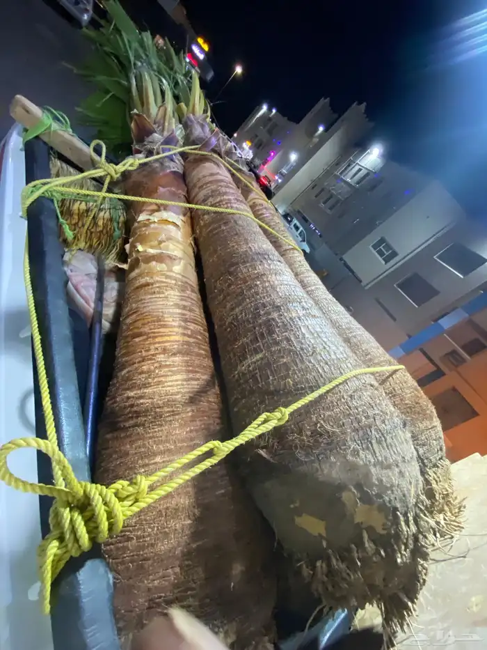 واشنطني زينه 5