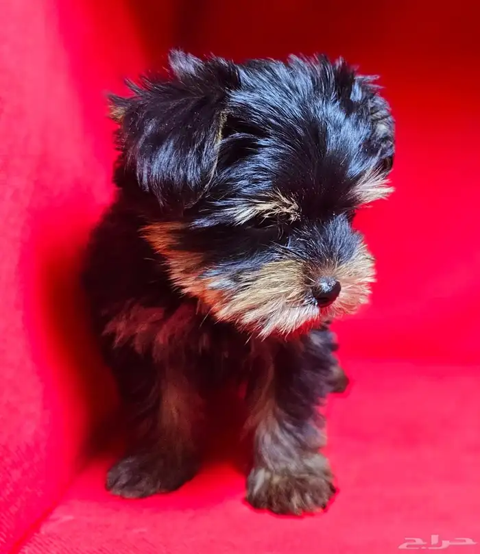 للبيع يوركي شاير ميني Yorkshire mini for sell 4