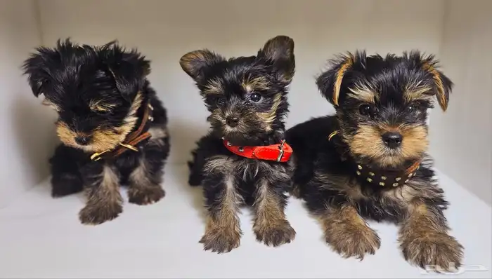 للبيع يوركي شاير ميني Yorkshire mini for sell 6