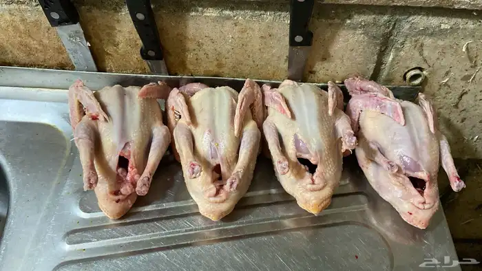 علف حمام بروتين 17 فاخر 3