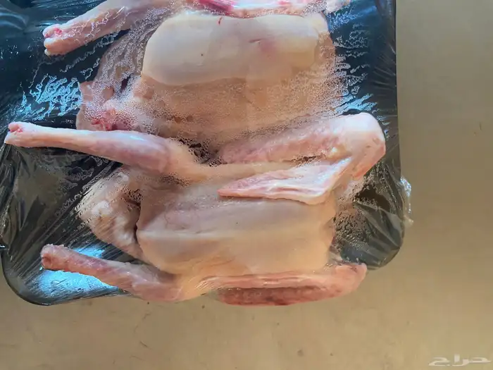 علف حمام بروتين 17 فاخر 8