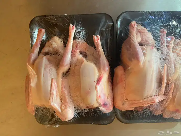 علف حمام بروتين 17 فاخر 9