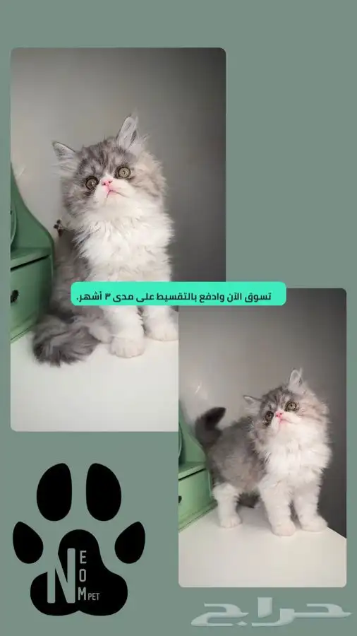 هاف بيكي شيرازي سكوتش فولد هملايا انثى ذكر قطط للبيع ابها 1