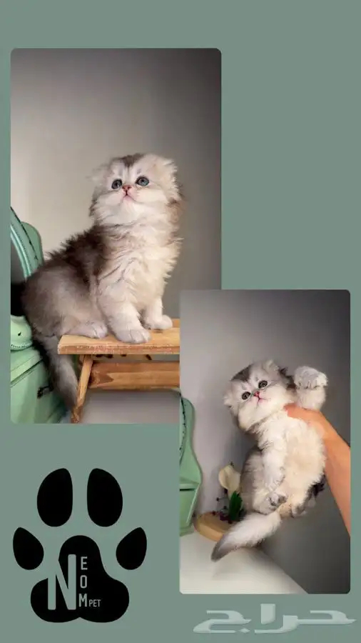 هاف بيكي شيرازي سكوتش فولد هملايا انثى ذكر قطط للبيع ابها 4