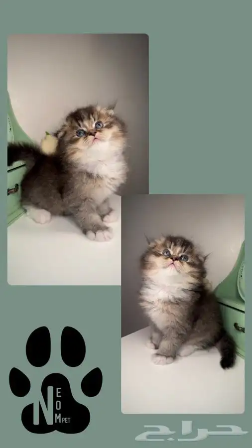 هاف بيكي شيرازي سكوتش فولد هملايا انثى ذكر قطط للبيع ابها 3