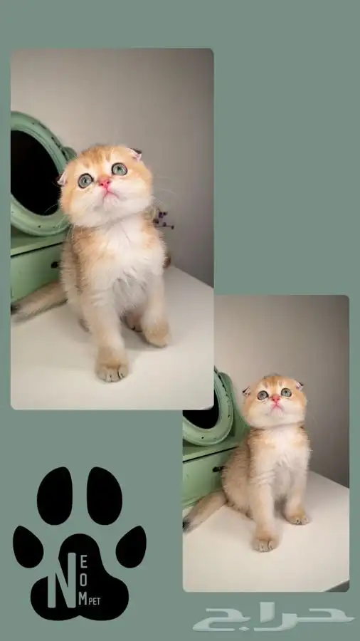 هاف بيكي شيرازي سكوتش فولد هملايا انثى ذكر قطط للبيع ابها 5