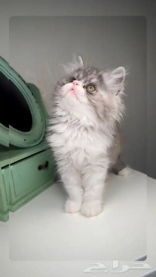 هاف بيكي شيرازي سكوتش فولد هملايا انثى ذكر قطط للبيع ابها 0