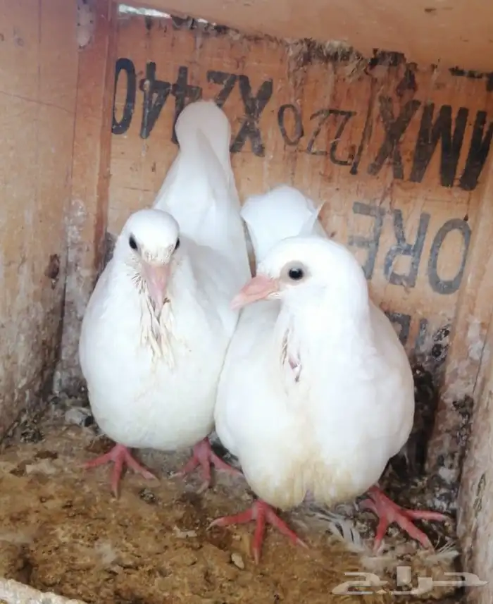 علف حمام بروتين 17 فاخر 0