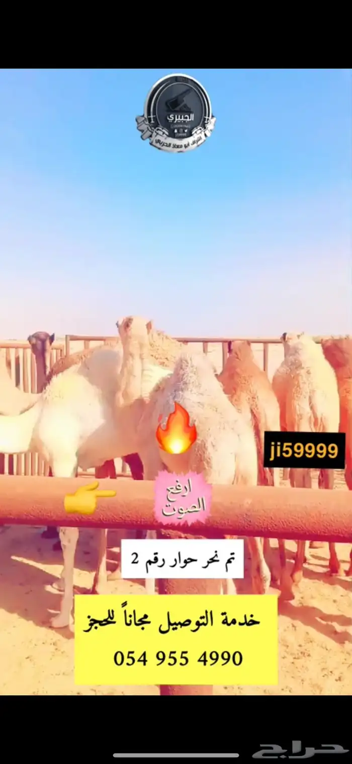 حاشي بالربع والنص وعليه عرض وحري وسواكني ذبيحة كامله 0