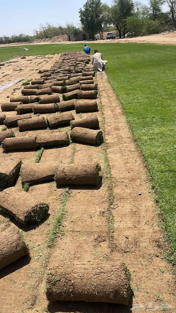 نجيل طبيعي 2