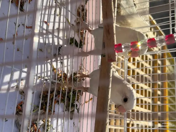 جوز روز فيروز للبيع منتج 1