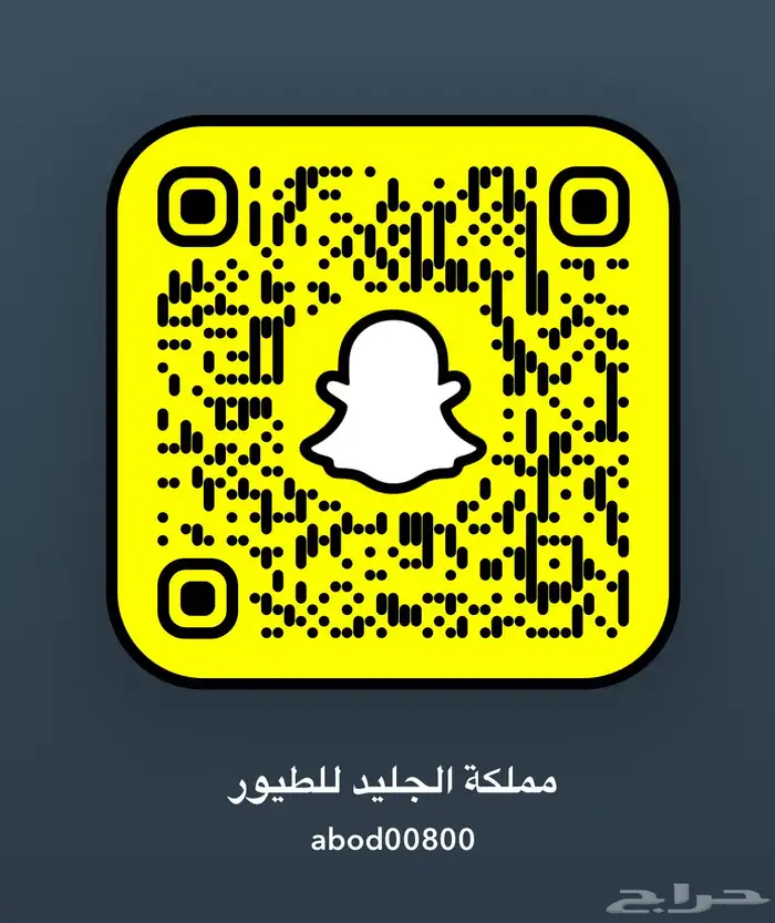 دبل يلو هيد ماقنا بيور شرط حجم سوبر جامبو ( تم البيع ) 13
