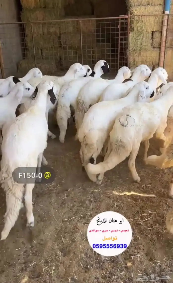 خرفان سواكن تربيه ع الشرط 1