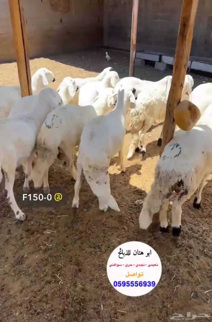 خرفان سواكن تربيه ع الشرط 0