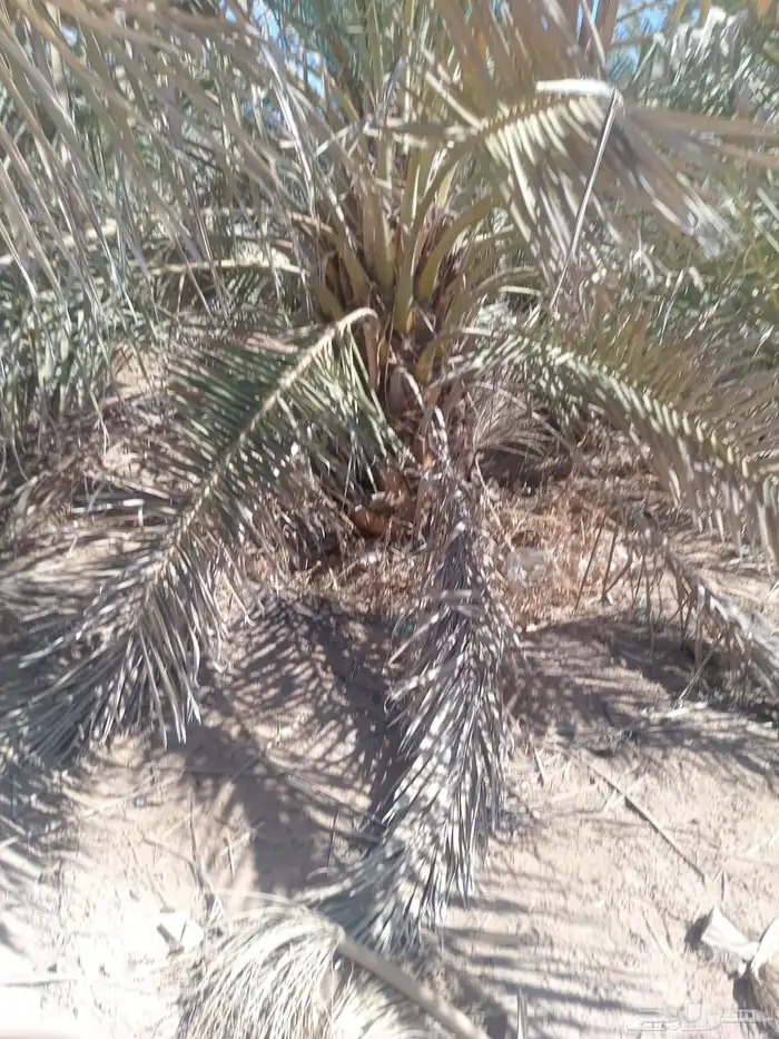 جثايث صقعي طيبه توصيل جميع مناطق المملكة 2