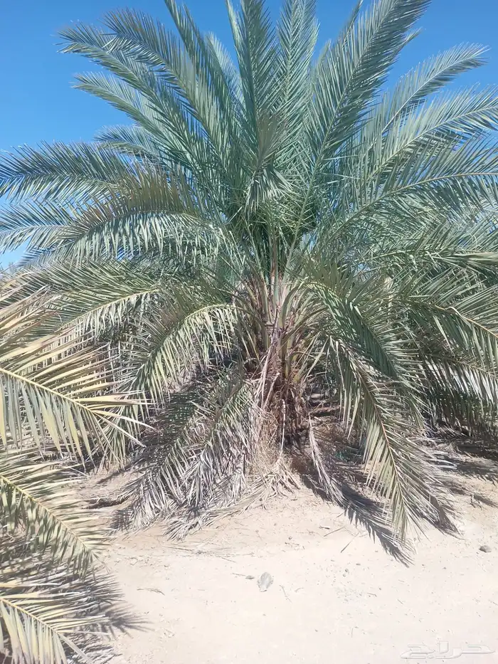 جثايث صقعي طيبه توصيل جميع مناطق المملكة 1