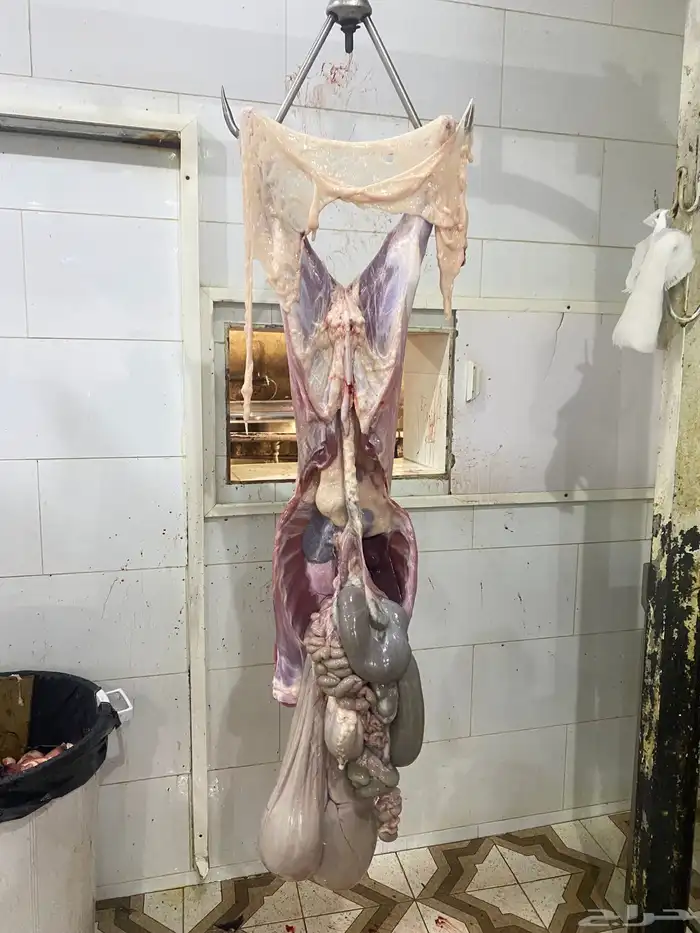 طليان وتيوس ذبايح مع امكانية الذبح والتوصيل والطبخ 3