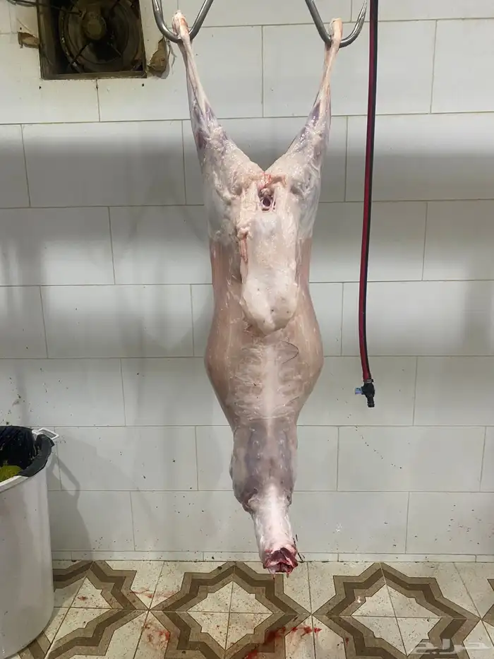 طليان وتيوس ذبايح مع امكانية الذبح والتوصيل والطبخ 0