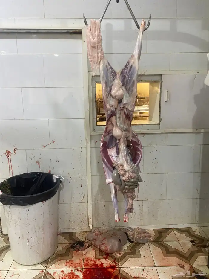 طليان وتيوس ذبايح مع امكانية الذبح والتوصيل والطبخ 1