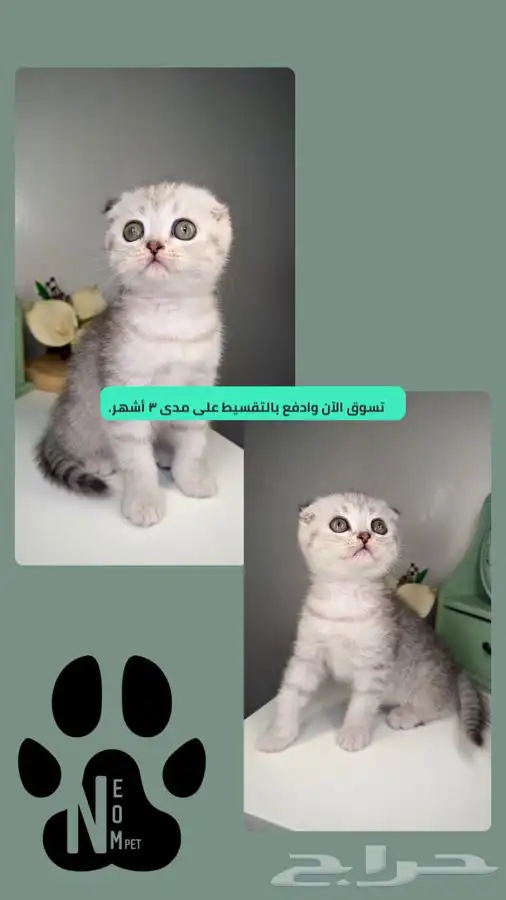 قطط للبيع سكوتش فولد بيرشن هاف بيكي فيس انثى ذكر كيتن قطه 1