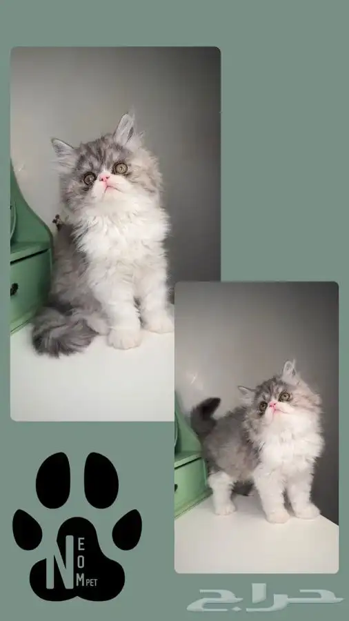 قطط للبيع سكوتش فولد بيرشن هاف بيكي فيس انثى ذكر كيتن قطه 2