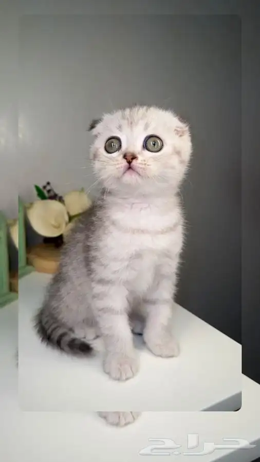 قطط للبيع سكوتش فولد بيرشن هاف بيكي فيس انثى ذكر كيتن قطه 0