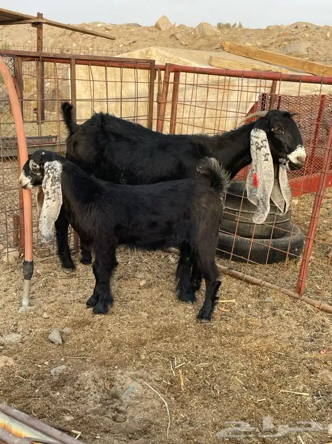 معزا صنف الصنف بالفحل 7