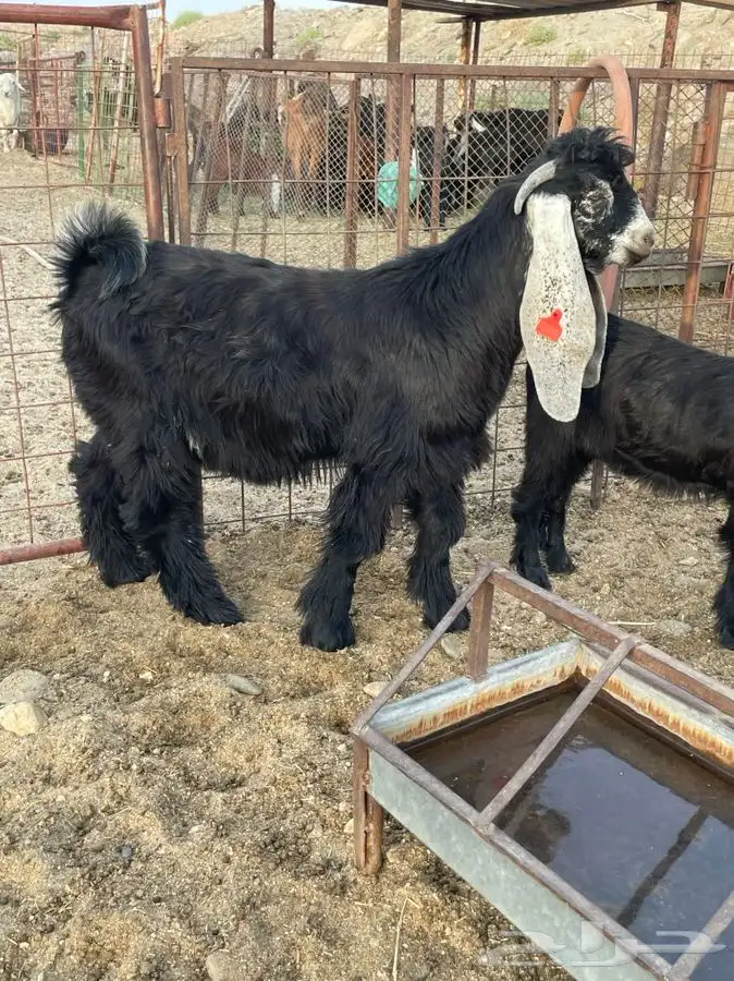 معزا صنف الصنف بالفحل 3