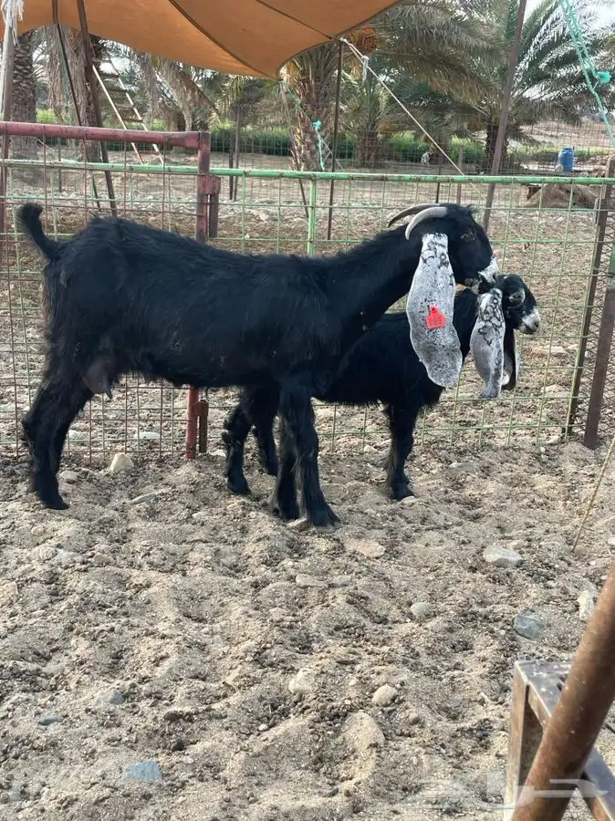 معزا صنف الصنف بالفحل 8