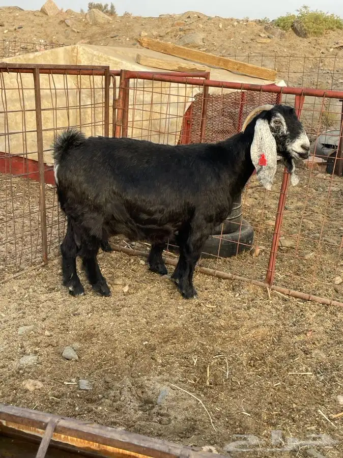 معزا صنف الصنف بالفحل 5