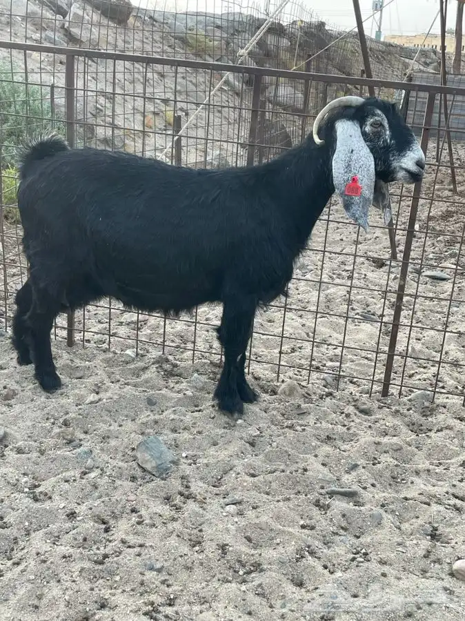 معزا صنف الصنف بالفحل 4