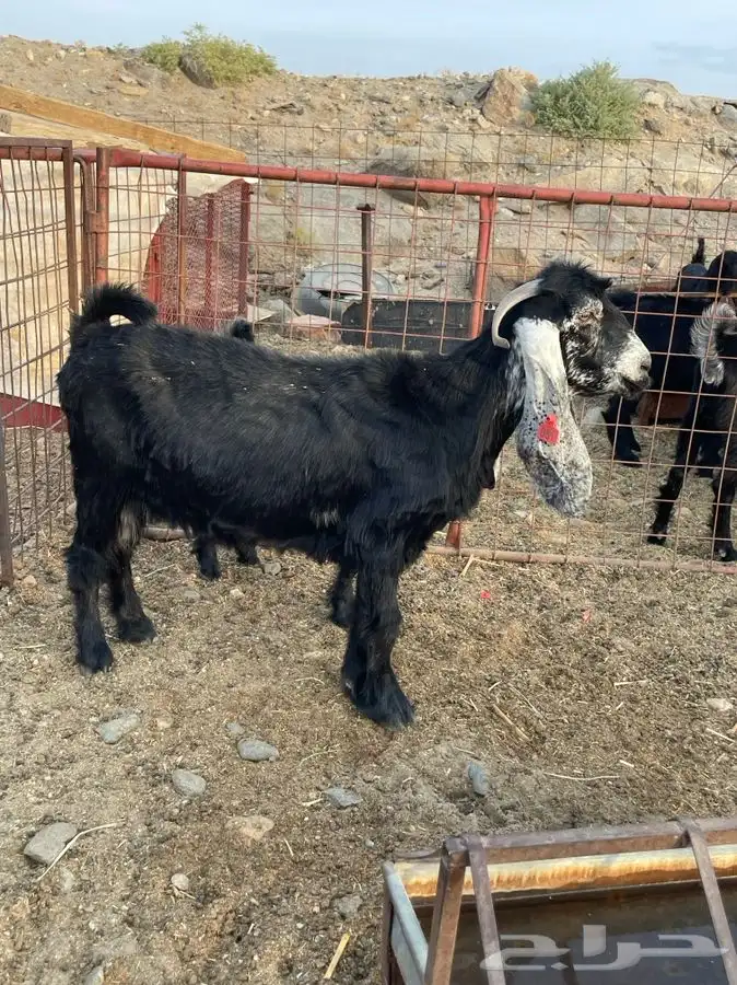 معزا صنف الصنف بالفحل 6