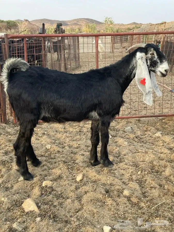 معزا صنف الصنف بالفحل 0