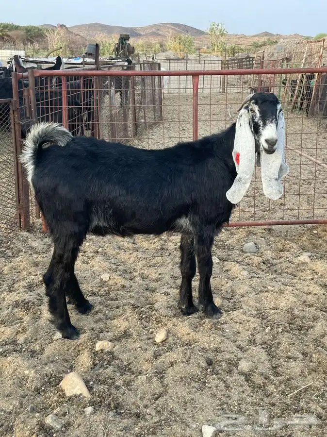 معزا صنف الصنف بالفحل 1