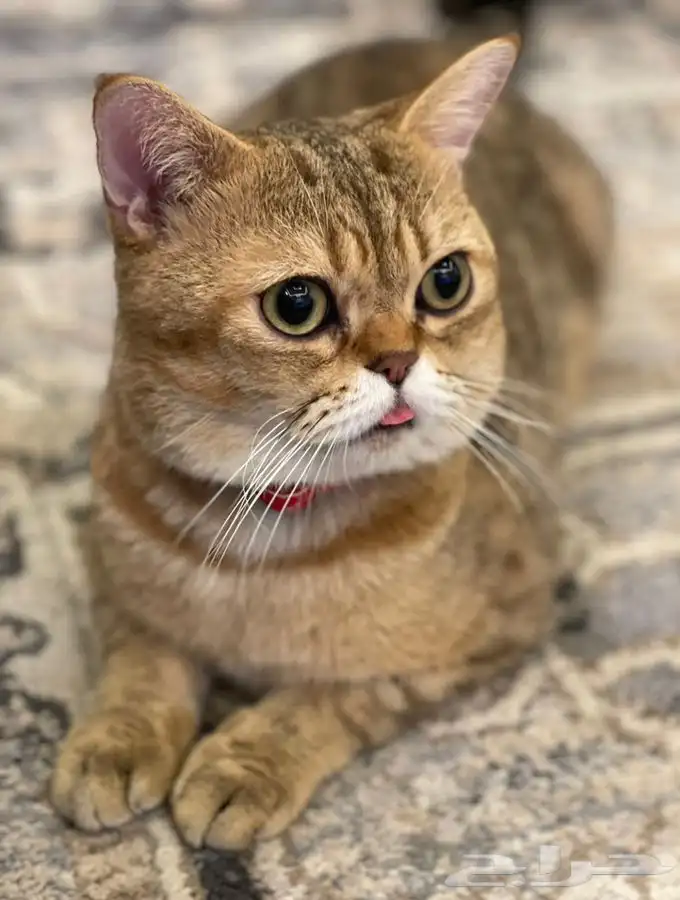 يوجد فندقة قطط وتزاوج مستويات توب أصول مستوردة 4