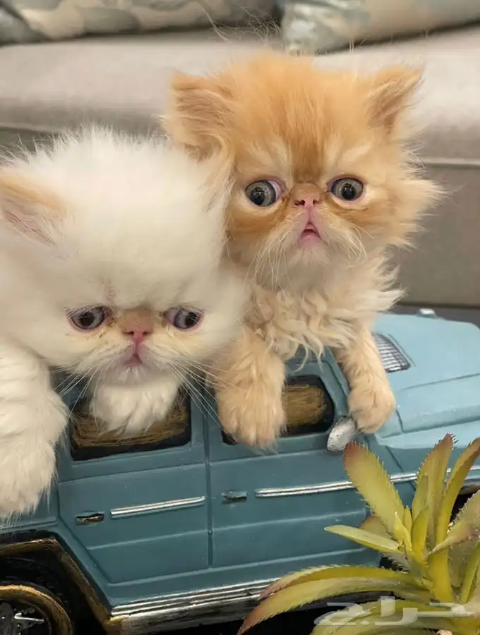 يوجد فندقة قطط وتزاوج مستويات توب أصول مستوردة 0