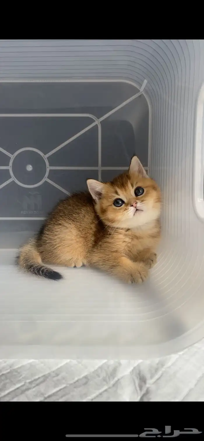 كيتن سكوتش فولد قطط سكوتش ستريت بيور برتش catقطه قطوه قطط 2