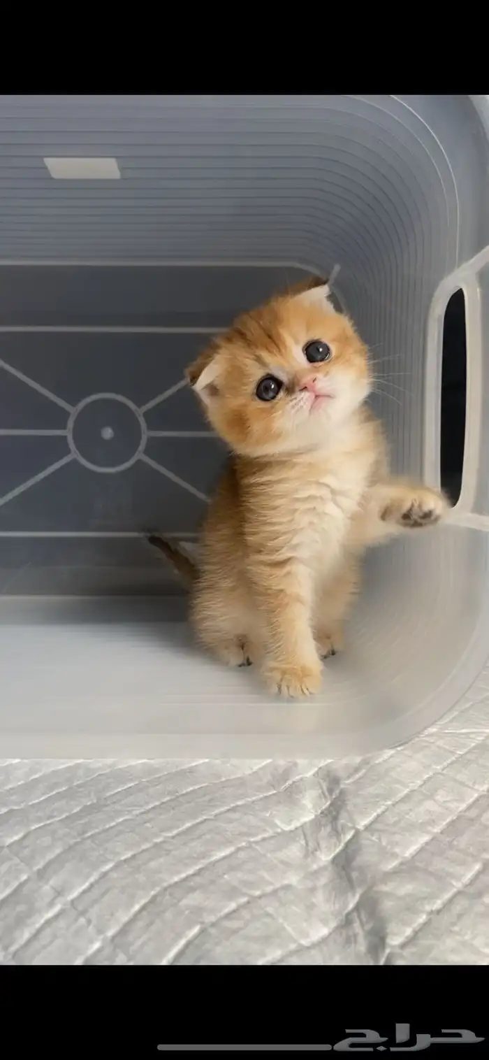 كيتن سكوتش فولد قطط سكوتش ستريت بيور برتش catقطه قطوه قطط 4