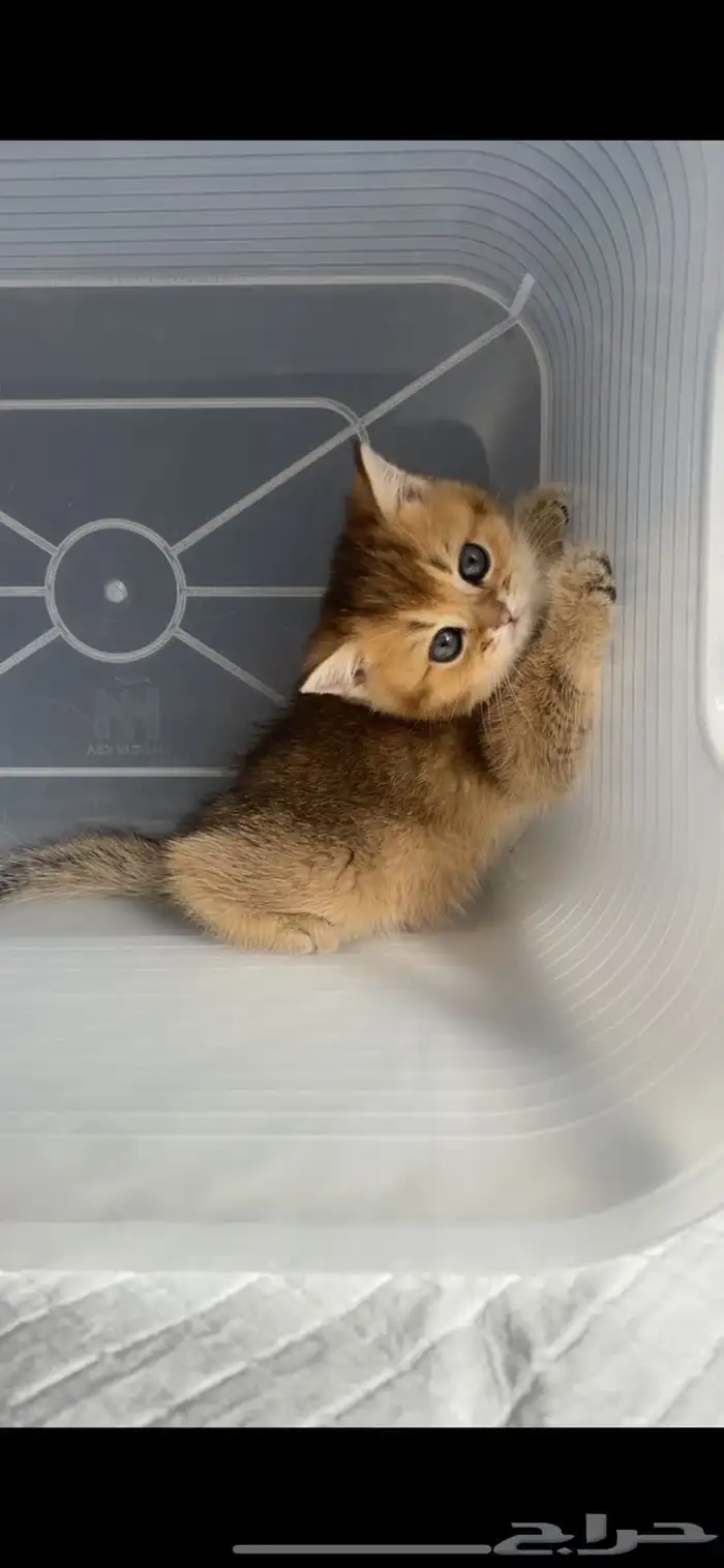 كيتن سكوتش فولد قطط سكوتش ستريت بيور برتش catقطه قطوه قطط 0