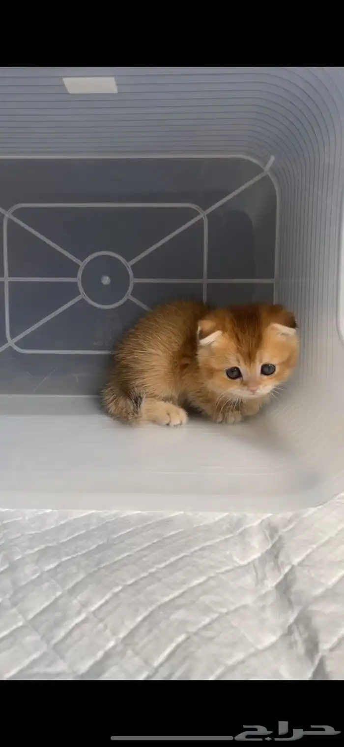 كيتن سكوتش فولد قطط سكوتش ستريت بيور برتش catقطه قطوه قطط 8