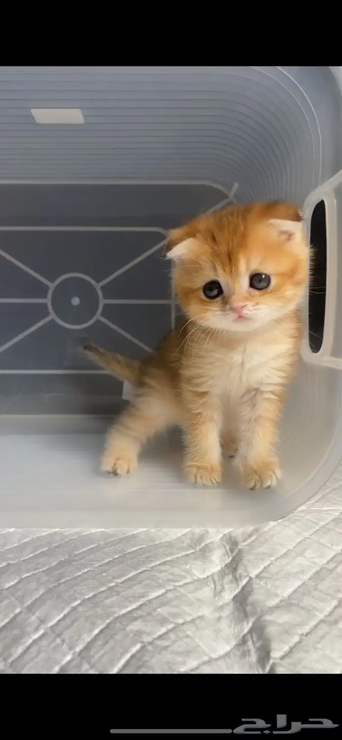 كيتن سكوتش فولد قطط سكوتش ستريت بيور برتش catقطه قطوه قطط 3