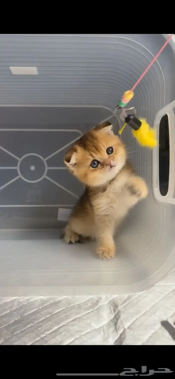 كيتن سكوتش فولد قطط سكوتش ستريت بيور برتش catقطه قطوه قطط 7