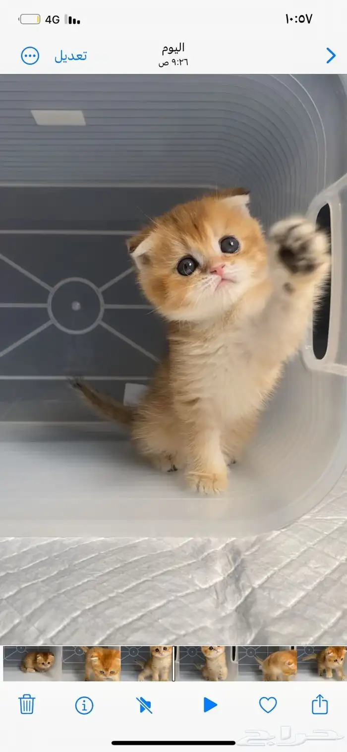 كيتن سكوتش فولد قطط سكوتش ستريت بيور برتش catقطه قطوه قطط 5