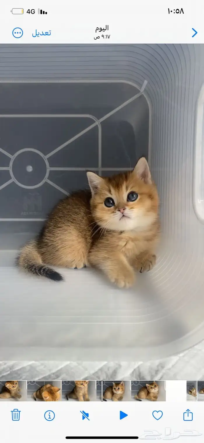 كيتن سكوتش فولد قطط سكوتش ستريت بيور برتش catقطه قطوه قطط 1