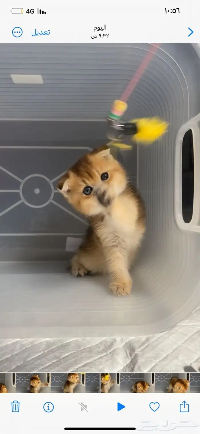 كيتن سكوتش فولد قطط سكوتش ستريت بيور برتش catقطه قطوه قطط 6